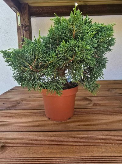 Tora