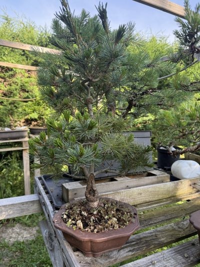 pin pentaphylla