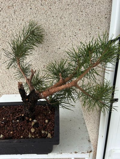 Pin sylvestre Chinon 07