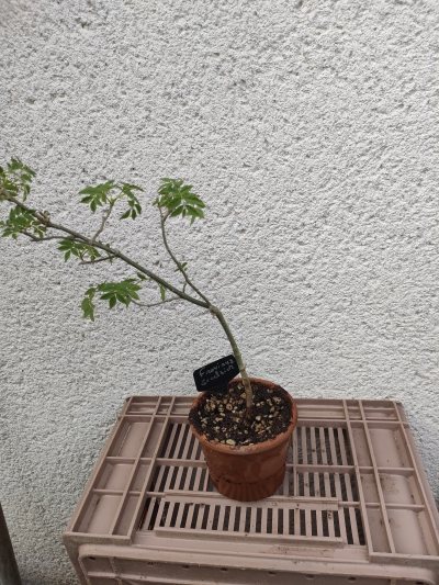 Frêne commun à petites feuilles