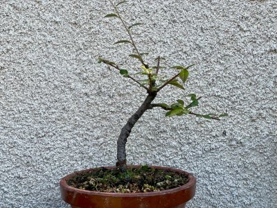 Cotoneaster