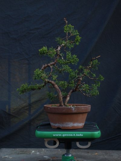 Juniperus double tronc