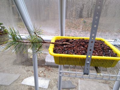 Japanese Black Pine, Ondai graft fallen tree