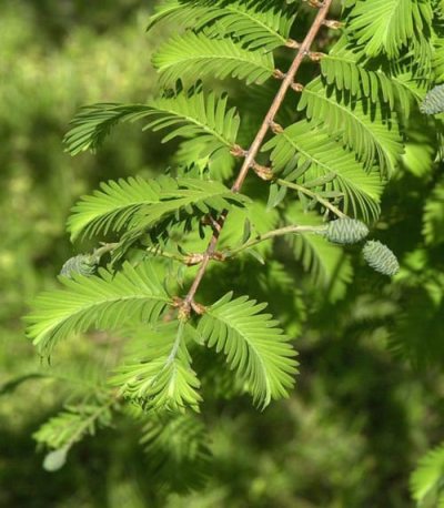 Metasequoia #1