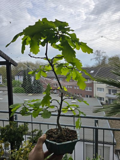Eiche Stiel 002