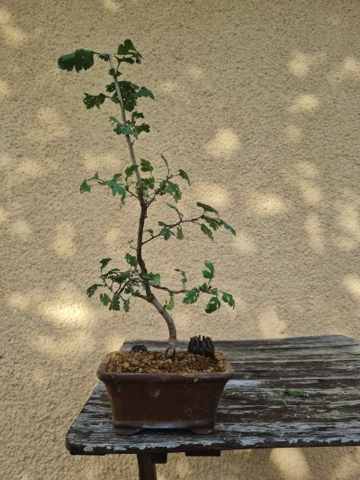 Aubépine blanche