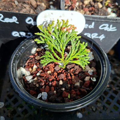 Hinoki Cypress