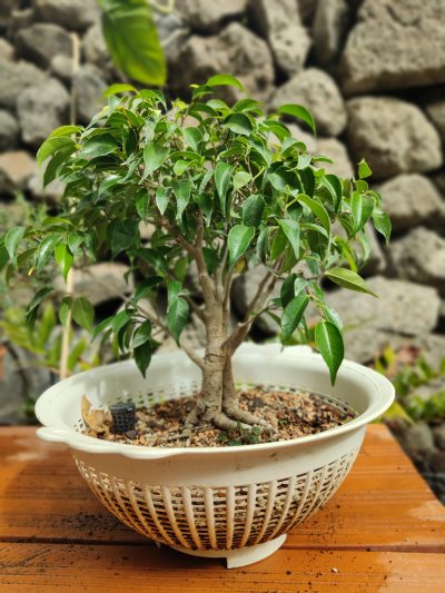 Ficus natasha