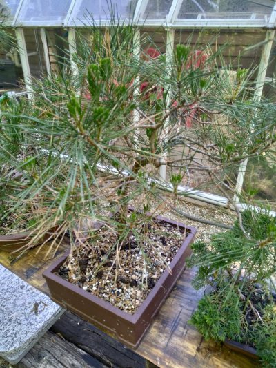 Mikawa Japanese Black Pine