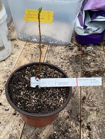 Liquidambar 01