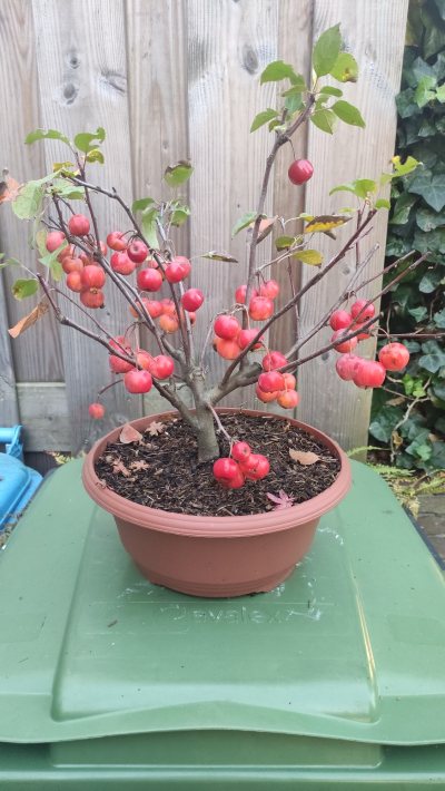 Malus