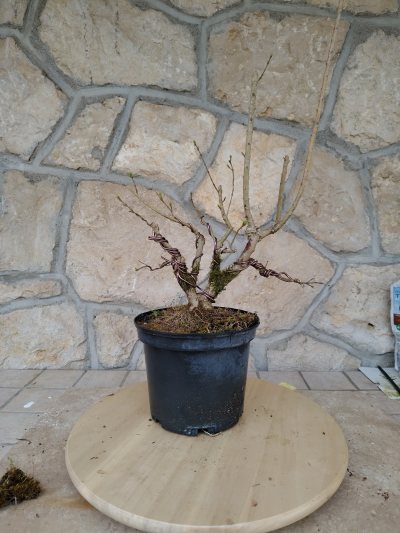 Ligustrum 2
