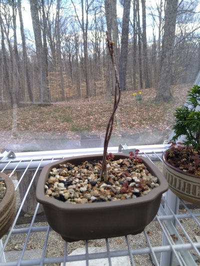Yellow Poplar, twisted