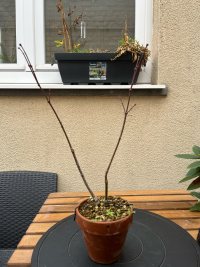 Drahtung - 03.11.25 - Photo 1/4