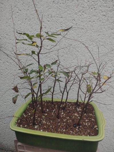 Charmes du Japon x10 (carpinus japonica)