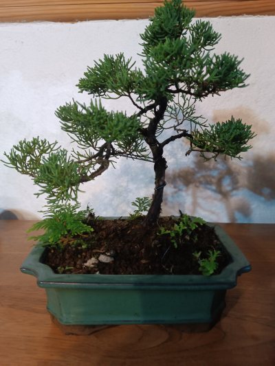 Juniperus chinensis sargentii