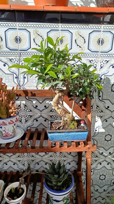 Ficus Tiger bark