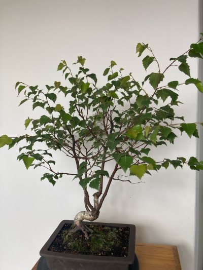 Stolen Birch