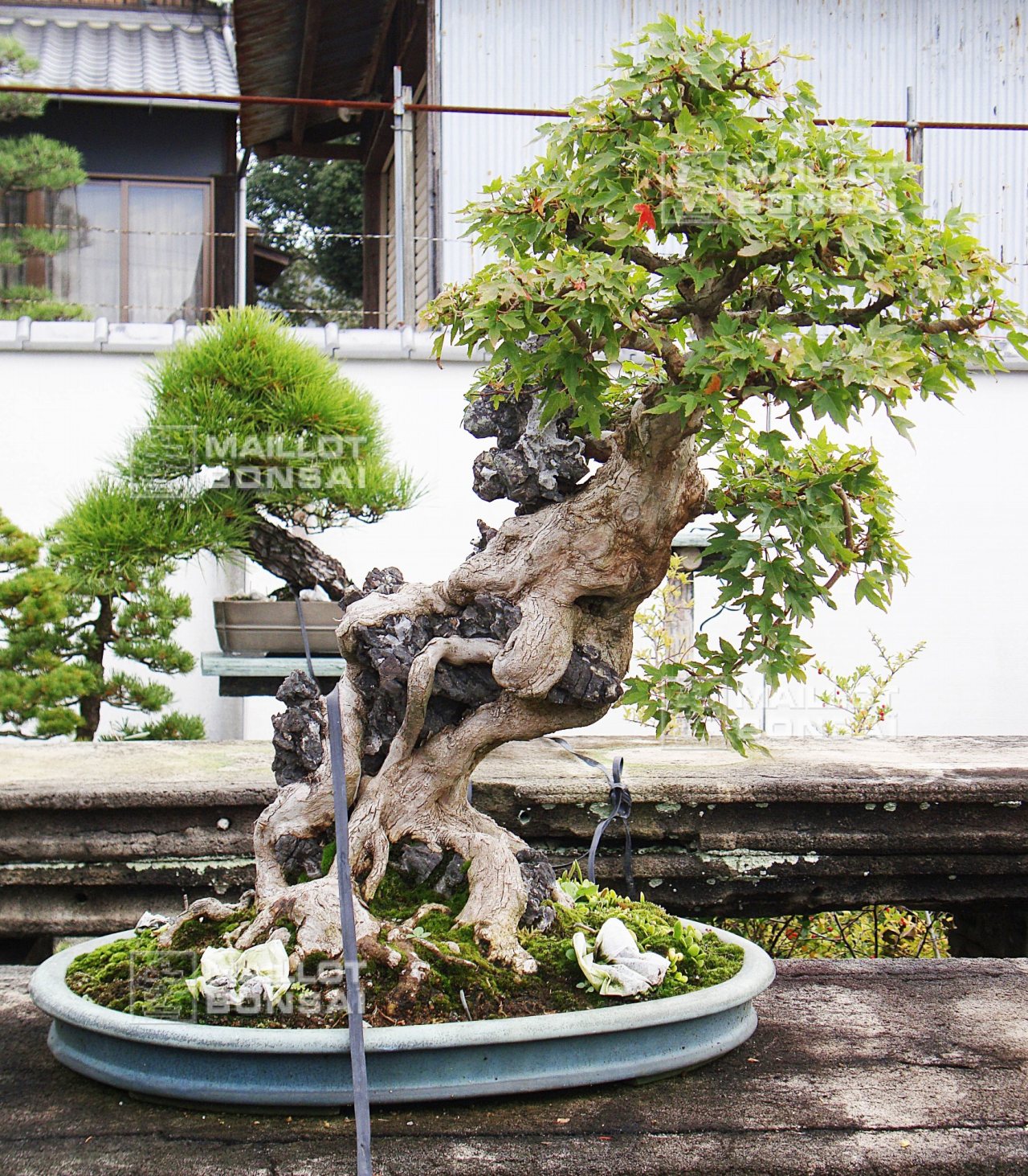 Photo 7