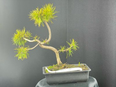 Pin Sylvestre