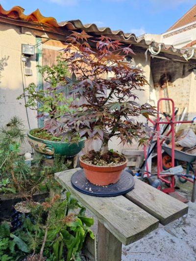 Érable palmatum