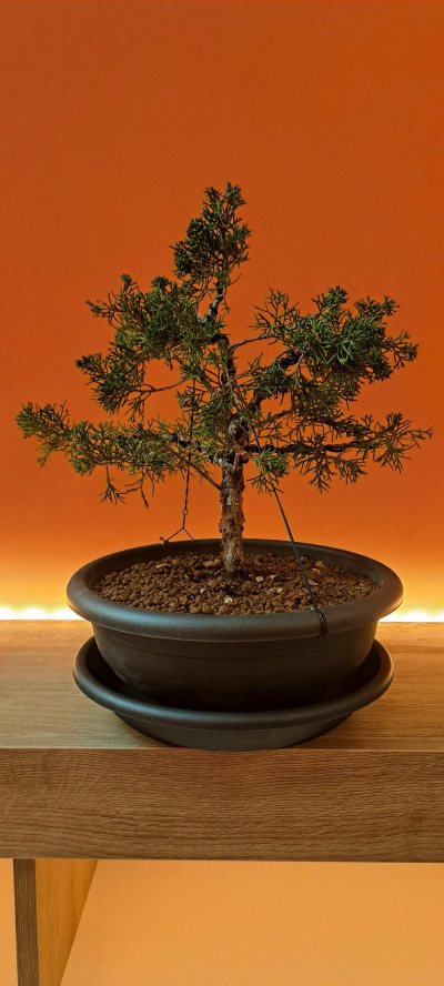 Ginepro Itoi