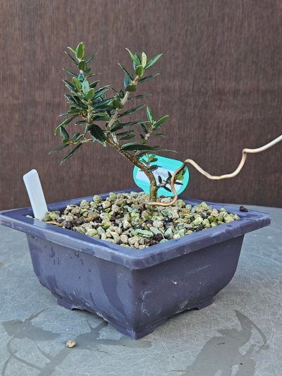 Olea Europaea