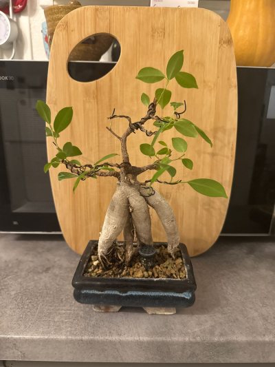 Ficus Lucas