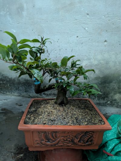 Bình lợi