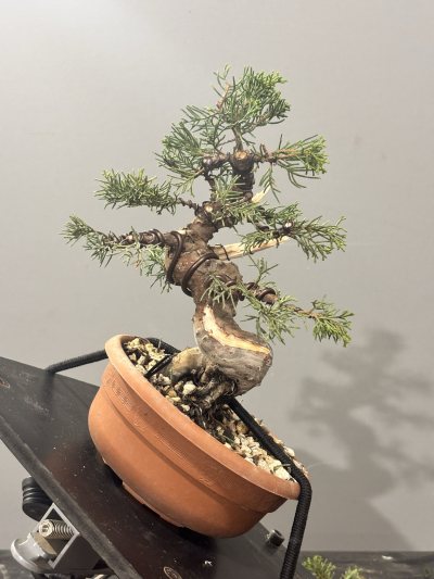 Ginepro