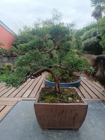 Juniperus chinensis sargentii 055