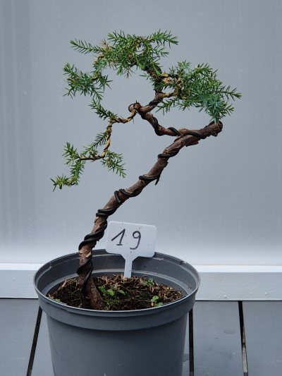 18. Juniperus procumbens