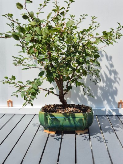 9. Prunus incisie "KOJOU-NO-MAI"