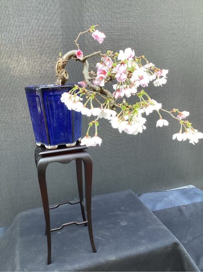 Prunus incisa