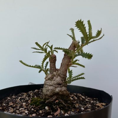 Saw-Tooth Banksia