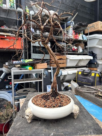 Potentilla 2 #123