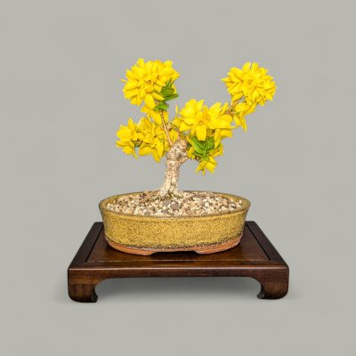 Große Forsythie