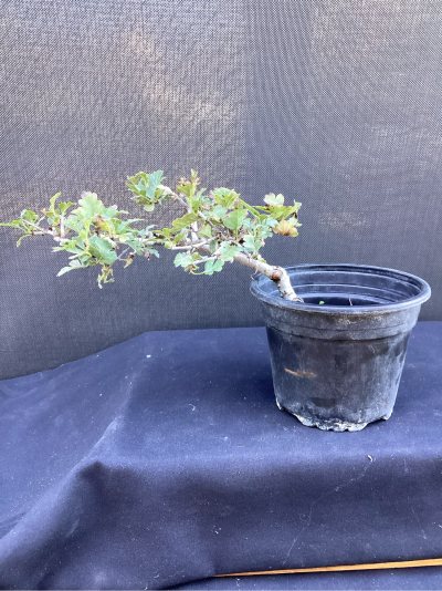 Aubépine 4