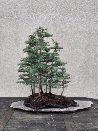 Forêt