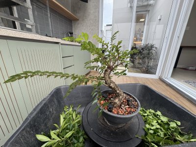 Ulmus Corticosumus