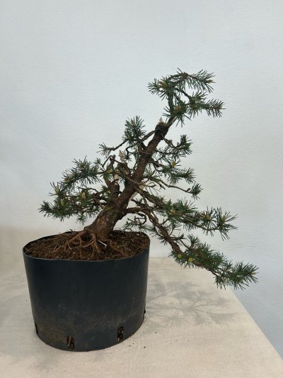 Pin sylvestre nana 1