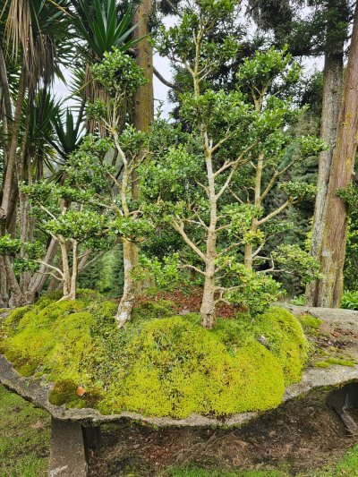 Bosque Buxus