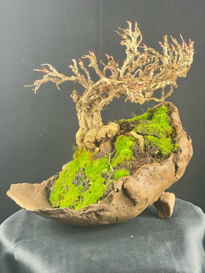 Hedera Hélix