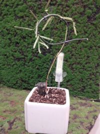 Omplantning - 01.07.2025 - Photo 1/1