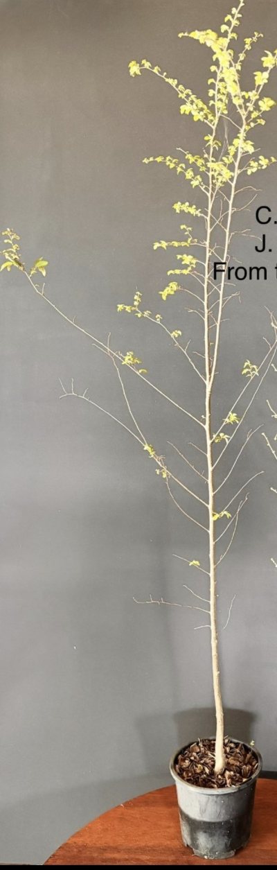 Chinese Elm