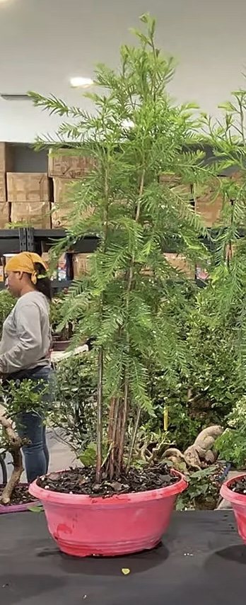 Bald cypress forest