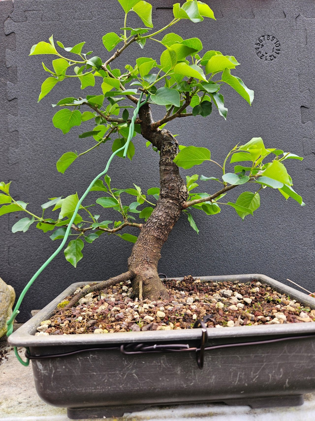 Photo 21