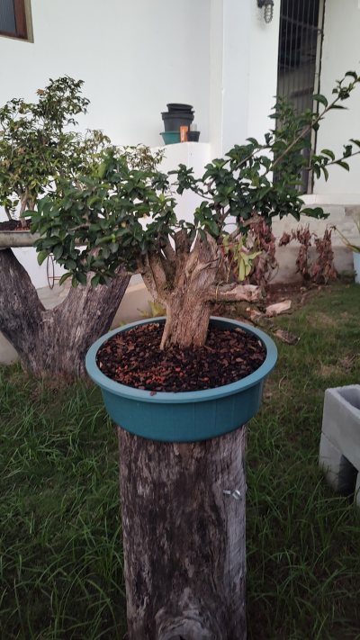 Acerola nanica