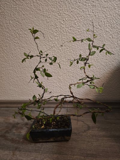 Ulme Chinesisch 005