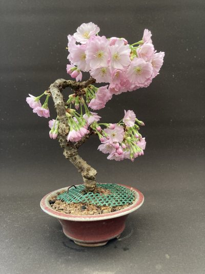 Shohin cerisier japonais Accolade